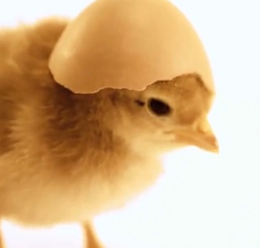 Chick with a Hat